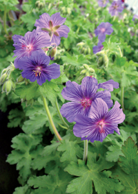 Geranium libani x ibericum 'Sabani Blue'